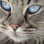 Cat insurance: definition, formulas and coverage