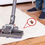 How to eliminate fleas in a house?
