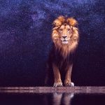 The Lion Season
