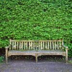 When is the best time to trim a hedge?