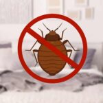 How to detect the presence of bed bugs at home?