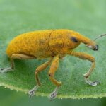 Getting rid of weevils: how to do it?