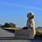 Traveling with your dog: our safety tips